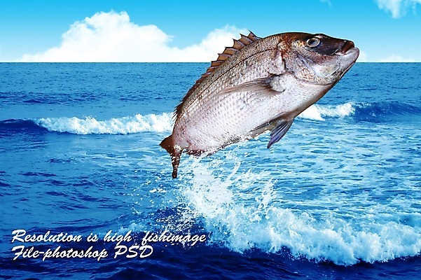 PSD 동물 편집 편집이미지 한마리 음식 바다 식재료 어패류 어류 사람없음 해산물 합성 망상어 이미지편집 1 수중동물 파일형식