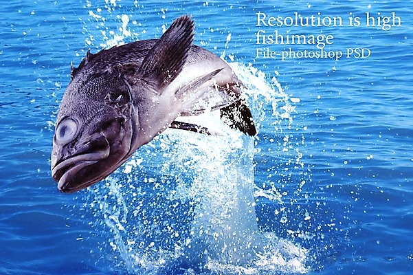 PSD 동물 편집 편집이미지 한마리 음식 바다 식재료 어패류 어류 사람없음 해산물 합성 이미지편집 1 수중동물 파일형식