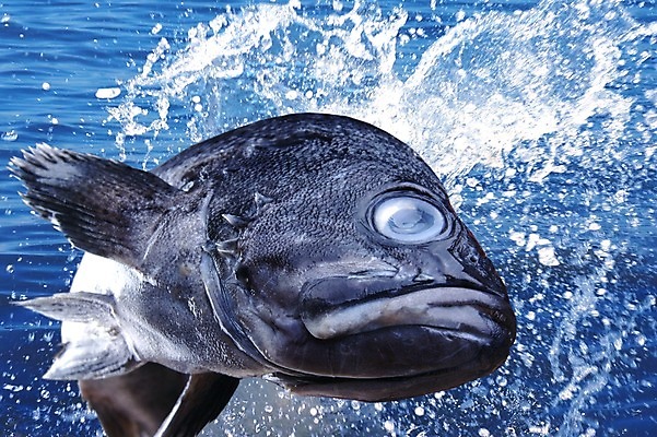 PSD 동물 편집 편집이미지 한마리 음식 바다 식재료 어패류 어류 사람없음 해산물 합성 이미지편집 1 수중동물 파일형식