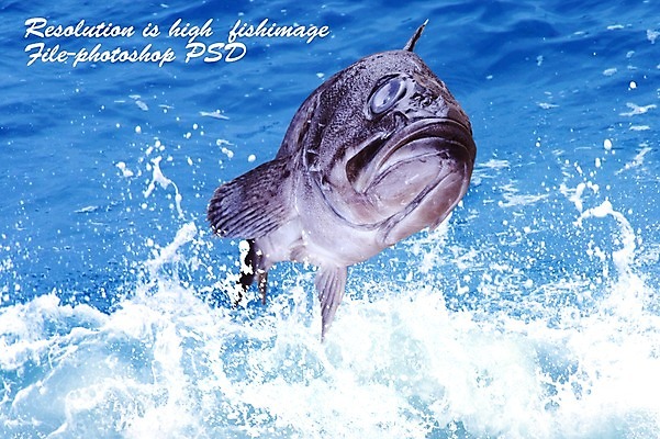 PSD 동물 편집 편집이미지 한마리 음식 바다 식재료 어패류 어류 사람없음 해산물 합성 이미지편집 1 수중동물 파일형식