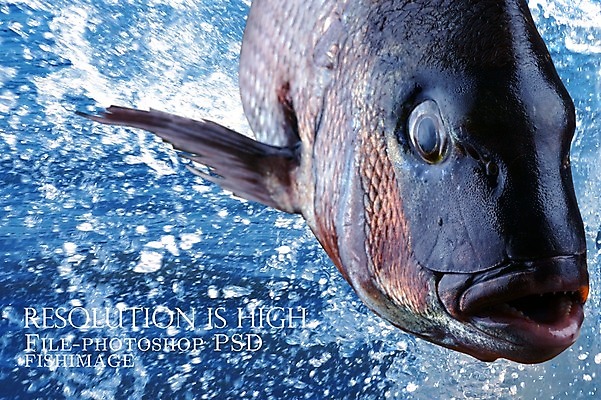 PSD 동물 편집 편집이미지 한마리 음식 바다 식재료 어패류 어류 사람없음 해산물 합성 이미지편집 1 수중동물 파일형식