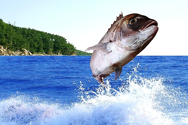 PSD 동물 편집 편집이미지 한마리 음식 바다 섬 식재료 어패류 어류 사람없음 해산물 합성 망상어 이미지편집 1 수중동물 파일형식