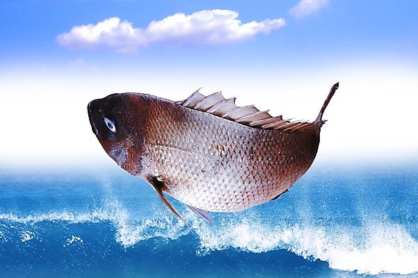 PSD 동물 구름 편집 편집이미지 한마리 음식 바다 식재료 하늘 어패류 어류 사람없음 해산물 합성 망상어 이미지편집 자연요소 1 수중동물 파일형식