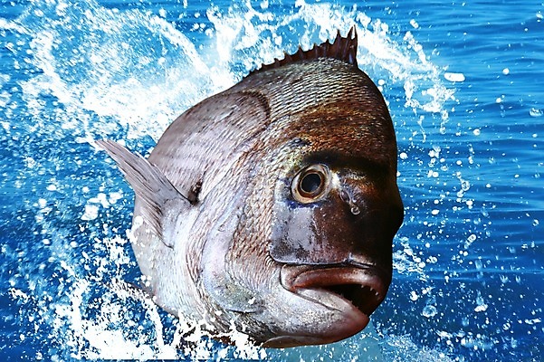 PSD 동물 편집 편집이미지 한마리 음식 바다 식재료 어패류 어류 사람없음 해산물 합성 망상어 이미지편집 1 수중동물 파일형식