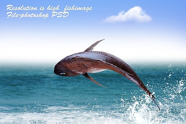 PSD 동물 편집 편집이미지 한마리 음식 바다 식재료 어패류 어류 사람없음 해산물 합성 이미지편집 1 수중동물 파일형식