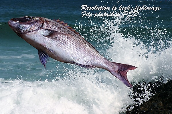 PSD 동물 편집 편집이미지 한마리 음식 바다 식재료 어패류 어류 사람없음 해산물 합성 망상어 이미지편집 1 수중동물 파일형식