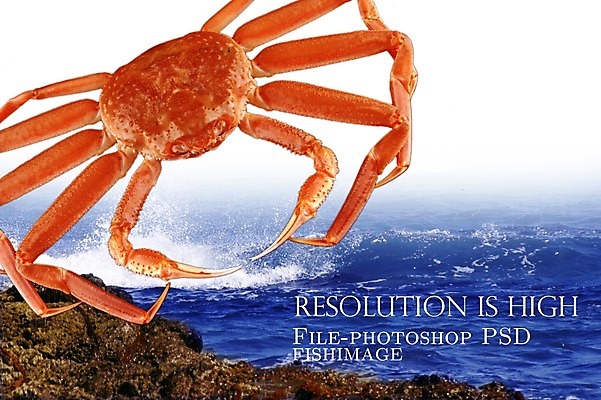 PSD 동물 편집 편집이미지 한마리 음식 파도 바다 식재료 갑각류 사람없음 꽃게 게 돌_바위 바위 해산물 합성 대게 이미지편집 1 파일형식