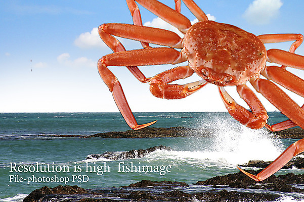 PSD 동물 편집 편집이미지 한마리 음식 파도 바다 식재료 갑각류 사람없음 꽃게 게 돌_바위 바위 해산물 합성 대게 이미지편집 1 파일형식