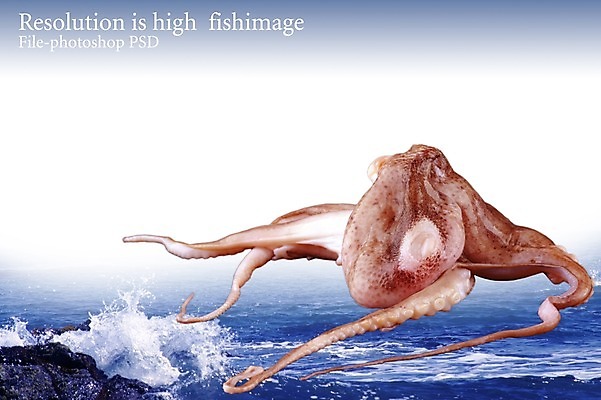 PSD 동물 편집 편집이미지 한마리 음식 파도 바다 식재료 연체동물 사람없음 돌_바위 바위 해산물 합성 문어 이미지편집 1 무척추동물 수중동물 파일형식