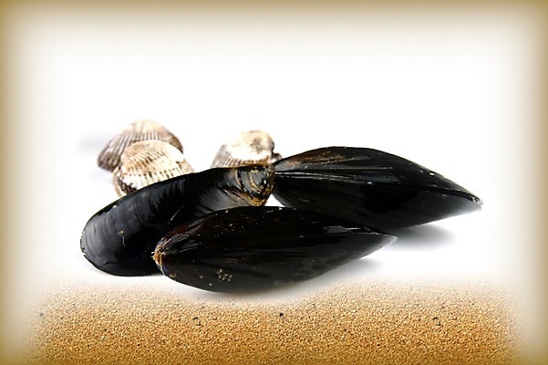 PSD 편집 편집이미지 음식 모래 식재료 조개 어패류 사람없음 여러개 해산물 합성 홍합 모시조개 이미지편집 동물 다수 파일형식