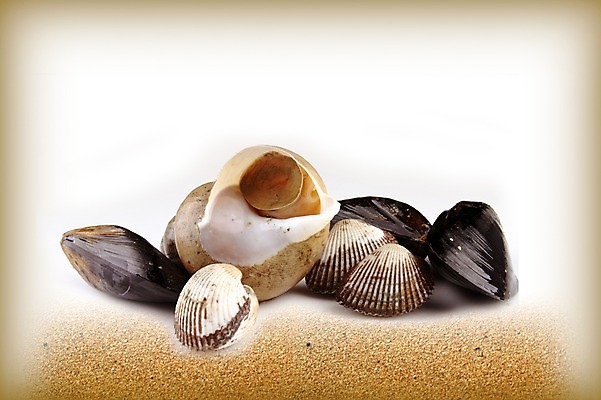 PSD 편집 편집이미지 음식 모래 식재료 조개 어패류 사람없음 여러개 소라 해산물 합성 고둥 홍합 이미지편집 동물 다수 파일형식