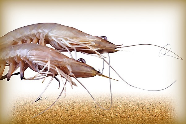 PSD 편집 편집이미지 음식 모래 두마리 식재료 새우 사람없음 해산물 합성 이미지편집 2 갑각류 파일형식