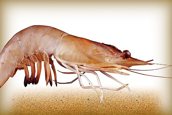 PSD 편집 편집이미지 한마리 음식 모래 식재료 새우 사람없음 해산물 합성 이미지편집 1 갑각류 파일형식