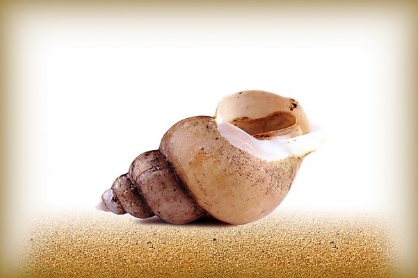 PSD 편집 편집이미지 음식 모래 식재료 어패류 사람없음 소라 해산물 합성 고둥 이미지편집 동물 파일형식