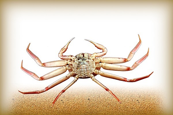 PSD 편집 편집이미지 한마리 음식 식재료 사람없음 꽃게 게 해산물 합성 이미지편집 1 갑각류 파일형식