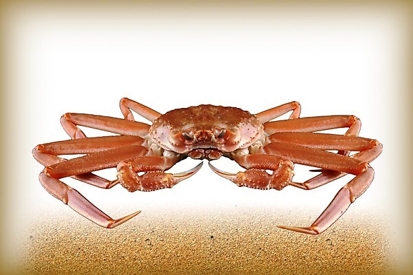 PSD 편집 편집이미지 한마리 음식 모래 식재료 사람없음 꽃게 게 해산물 합성 이미지편집 1 갑각류 파일형식