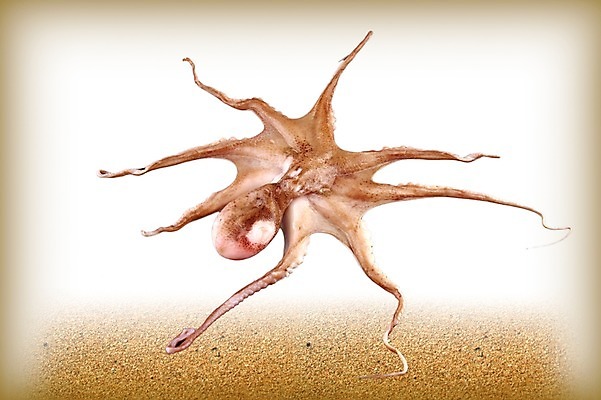 PSD 편집 편집이미지 한마리 음식 식재료 사람없음 해산물 합성 문어 이미지편집 1 연체동물 수중동물 파일형식