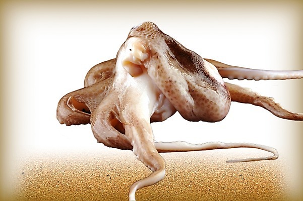 PSD 편집 편집이미지 한마리 음식 모래 식재료 사람없음 해산물 합성 문어 이미지편집 1 연체동물 수중동물 파일형식