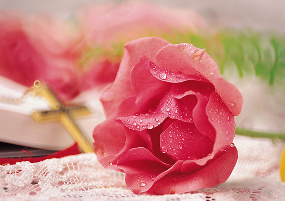 JPG 편집이미지 꽃 기독교 종교 십자가 종교용품 기독교용품 사람없음 장미 성경 물방울 오브젝트 편집실사 식물 CG 파일형식