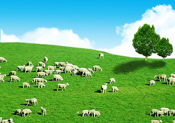 PSD 나무 동물 구름 편집 편집이미지 기독교 종교 여러마리 포유류 하늘 그림자 풍경 잔디 초원 사람없음 가축 목장 양 풀 양떼 두그루 이미지편집 자연요소 식물 다수 2 파일형식