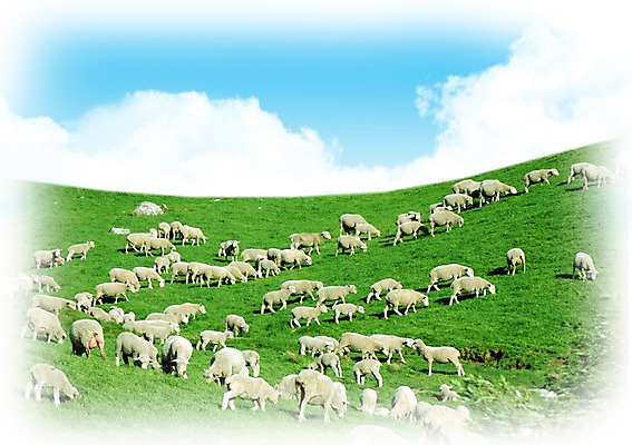 PSD 동물 구름 편집 편집이미지 기독교 종교 여러마리 포유류 하늘 그림자 풍경 잔디 초원 사람없음 가축 목장 양 풀 양떼 이미지편집 자연요소 식물 다수 파일형식