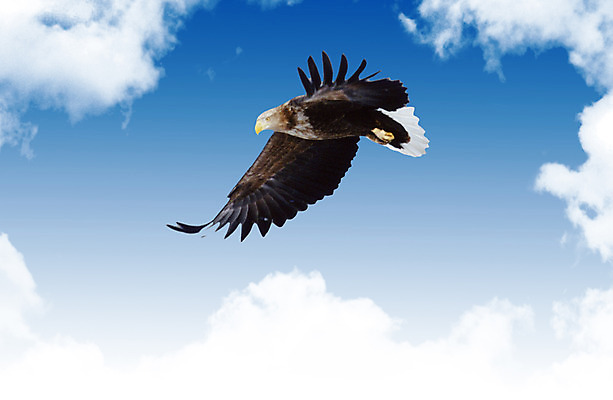 PSD 동물 구름 편집 편집이미지 한마리 기독교 종교 조류 하늘 사람없음 독수리 날갯짓 이미지편집 자연요소 1 파일형식