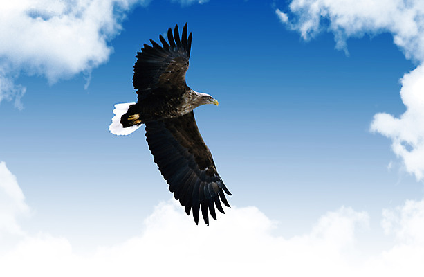 PSD 동물 구름 편집 편집이미지 한마리 기독교 종교 조류 하늘 사람없음 독수리 날갯짓 이미지편집 자연요소 1 파일형식