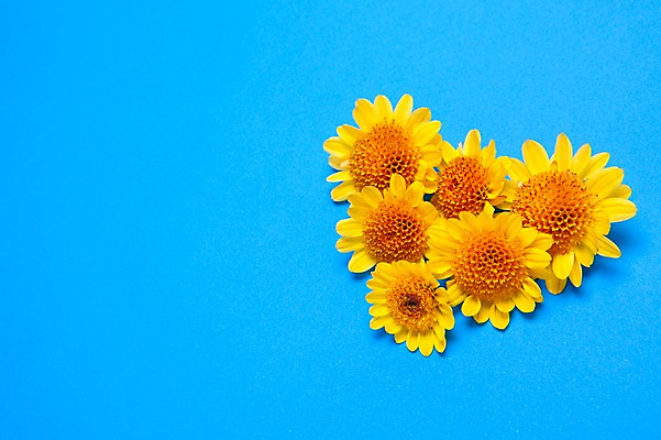 포토 JPG 스튜디오촬영 식물 꽃 백그라운드 사람없음 장식 노란색 하트 오브젝트 국내포토 모양 컬러 실내 파일형식