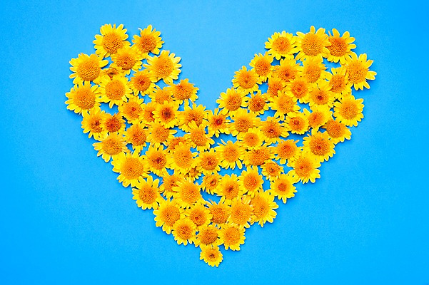 포토 JPG 스튜디오촬영 식물 꽃 백그라운드 사람없음 장식 노란색 하트 오브젝트 국내포토 모양 컬러 실내 파일형식