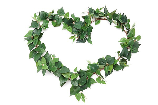 포토 JPG 스튜디오촬영 식물 백그라운드 잎 나뭇잎 누끼 사람없음 하트 덩굴 오브젝트 국내포토 모양 실내 파일형식