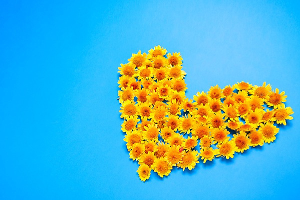 포토 JPG 스튜디오촬영 식물 꽃 백그라운드 사람없음 장식 노란색 하트 오브젝트 국내포토 모양 컬러 실내 파일형식