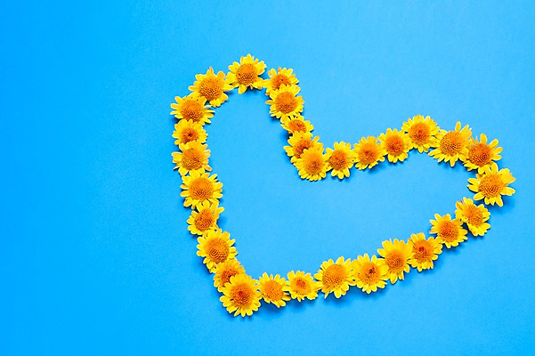 포토 JPG 스튜디오촬영 식물 꽃 백그라운드 사람없음 장식 노란색 하트 오브젝트 국내포토 모양 컬러 실내 파일형식