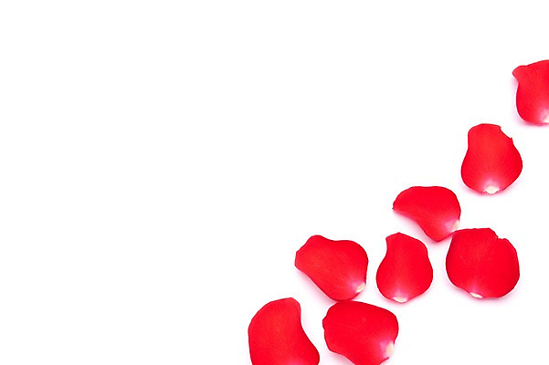 포토 JPG 스튜디오촬영 꽃잎 꽃 백그라운드 누끼 사람없음 빨간색 하트 오브젝트 국내포토 모양 식물 컬러 실내 파일형식