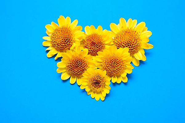 포토 JPG 스튜디오촬영 식물 꽃 백그라운드 사람없음 노란색 하트 오브젝트 국내포토 모양 컬러 실내 파일형식