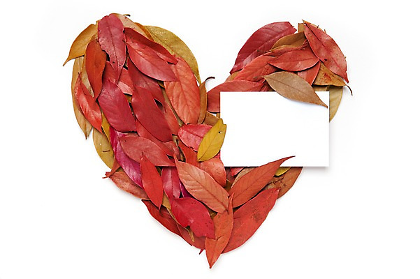 포토 JPG 스튜디오촬영 종이 백그라운드 낙엽 누끼 사람없음 빨간색 하트 오브젝트 엽서 국내포토 모양 컬러 잎 실내 편지 파일형식