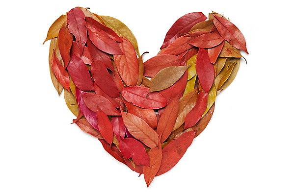 포토 JPG 스튜디오촬영 백그라운드 단풍 낙엽 누끼 사람없음 하트 오브젝트 국내포토 모양 잎 실내 파일형식