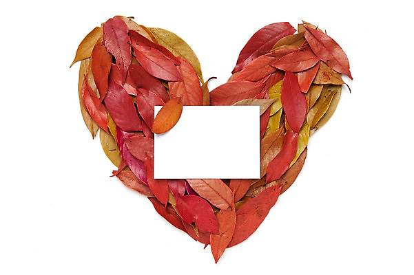 포토 JPG 스튜디오촬영 종이 백그라운드 낙엽 누끼 사람없음 빨간색 하트 오브젝트 엽서 국내포토 모양 컬러 잎 실내 편지 파일형식