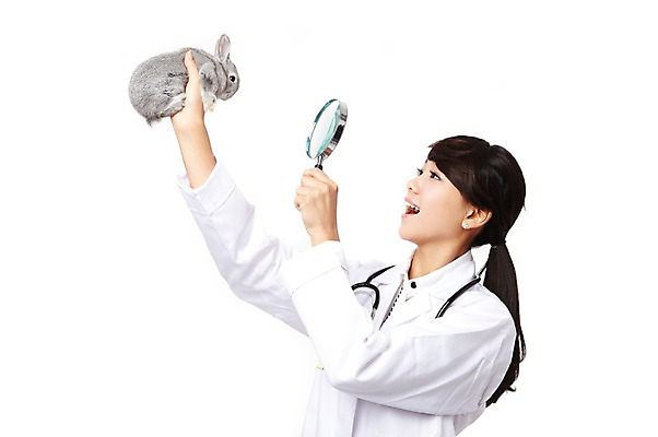 포토 JPG 스튜디오촬영 동물 직업 한마리 학생 라이프스타일 여자 교육 대학생 포즈 청진기 의료기기 돋보기 대학생라이프 실내 한명 서기 웃음 들기 누끼 사람 동양인 상반신 20대 성인 옆모습 치료 캠퍼스라이프 진료 한국인 의사 토끼 관찰 의료용품 가운 의사가운 실험복 열정 수의사 의대생 반려 여자만 여자한명만 성인여자만 청년만 청년여자만 성인한명만 청년여자한명만 성인여자한명만 성인만 국내포토 1 옷 감정 뷰포인트 포유류 의학 모션 표정 인종 청년 내부 생활 반려동물 의료진 파일형식