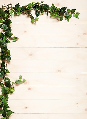 포토 JPG 나무 벽 백그라운드 실내 사람없음 목재 담쟁이덩굴 덩굴 아이비 국내포토 식물 재료 내부 파일형식