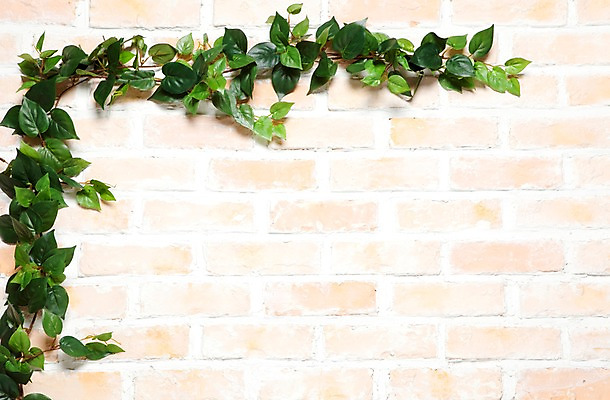 포토 JPG 나무 벽 백그라운드 실내 사람없음 목재 담쟁이덩굴 덩굴 아이비 국내포토 식물 재료 내부 파일형식