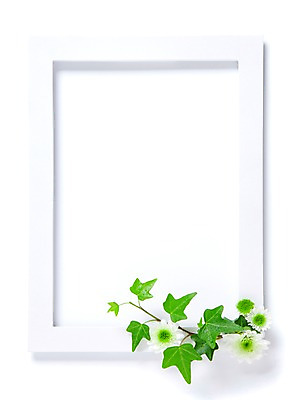 포토 JPG 식물 꽃 벽 액자 백그라운드 실내 사람없음 담쟁이덩굴 덩굴 소국 아이비 국내포토 내부 파일형식