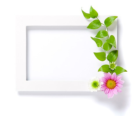 포토 JPG 식물 꽃 벽 분홍색 액자 백그라운드 실내 사람없음 소국 국내포토 컬러 내부 파일형식