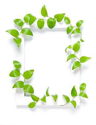 포토 JPG 식물 벽 액자 백그라운드 나뭇잎 실내 틀 사람없음 담쟁이덩굴 덩굴 국내포토 잎 내부 파일형식