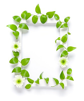 포토 JPG 식물 꽃 벽 액자 백그라운드 실내 틀 사람없음 흰색 담쟁이덩굴 덩굴 국내포토 컬러 내부 파일형식