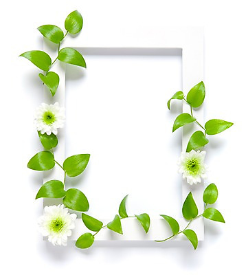 포토 JPG 식물 꽃 벽 액자 백그라운드 실내 틀 사람없음 흰색 담쟁이덩굴 덩굴 국내포토 컬러 내부 파일형식