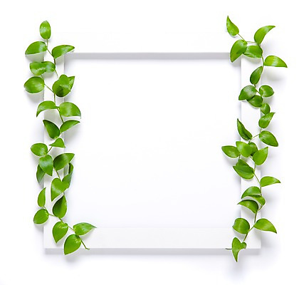 포토 JPG 식물 벽 액자 백그라운드 나뭇잎 실내 틀 사람없음 담쟁이덩굴 덩굴 국내포토 잎 내부 파일형식