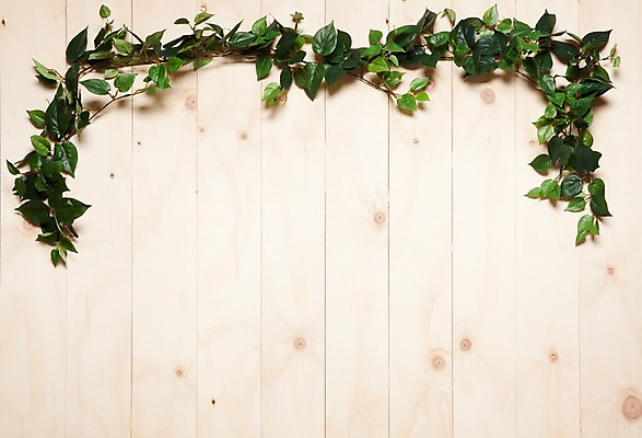 포토 JPG 나무 벽 백그라운드 실내 사람없음 목재 담쟁이덩굴 덩굴 아이비 국내포토 식물 재료 내부 파일형식