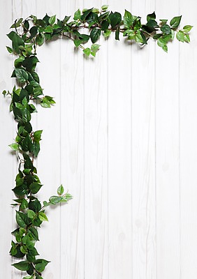 포토 JPG 나무 벽 백그라운드 실내 사람없음 목재 담쟁이덩굴 덩굴 아이비 국내포토 식물 재료 내부 파일형식