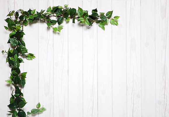 포토 JPG 나무 벽 백그라운드 실내 사람없음 목재 담쟁이덩굴 덩굴 아이비 국내포토 식물 재료 내부 파일형식