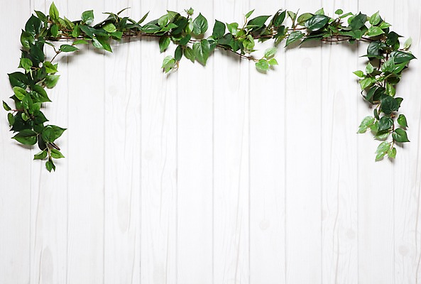 포토 JPG 나무 벽 백그라운드 실내 사람없음 목재 담쟁이덩굴 덩굴 아이비 국내포토 식물 재료 내부 파일형식